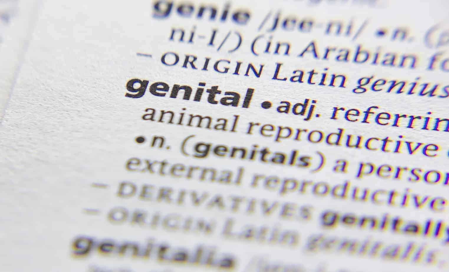 definition of genitals